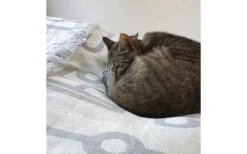 Pufz Decke Wohnwagen Weiß/grau -Camping Gear Günstiges Camping Geschäft 553990 3686606